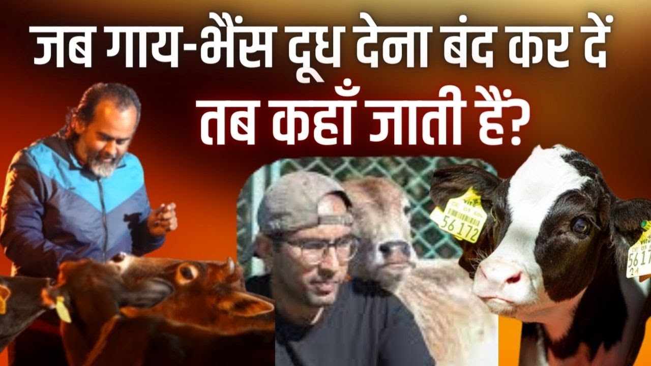 जब गाय-भैंस दूध देना बंद कर देती हैं, तब कहाँ जाती हैं? || आचार्य प्रशांत, बातचीत (2021)