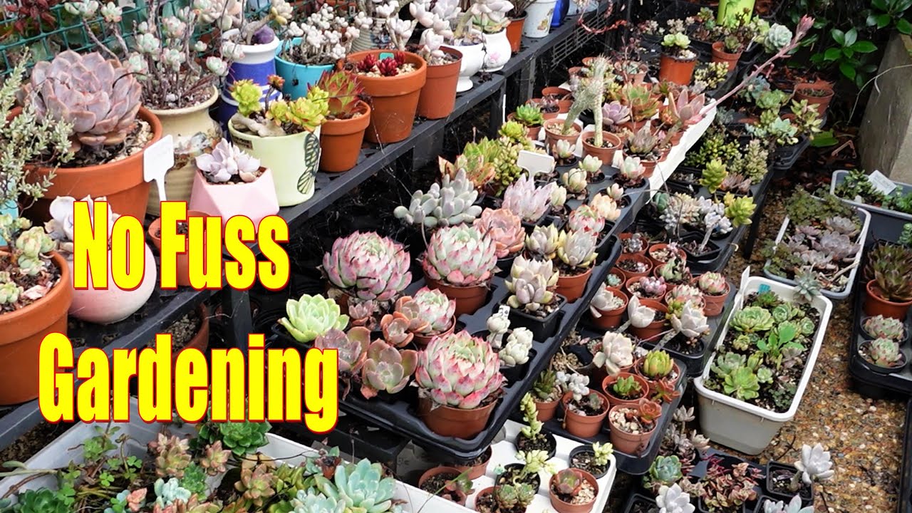 KISS - Keep It Simply Succulent | VLOG #112 Succulent & Coffee w/ Liz
