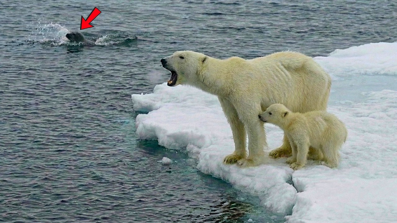 A Mother Polar Bear Struggled to Feed Her Cub in the Arctic — The Next Moments Were Hard to Believe