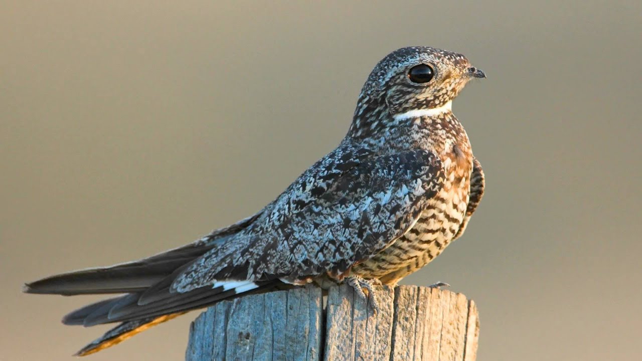 Voices: Common Nighthawk