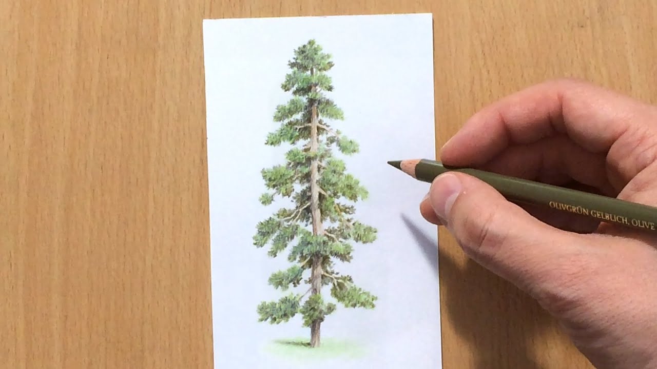Drawing a Pine Tree in Colored Pencil