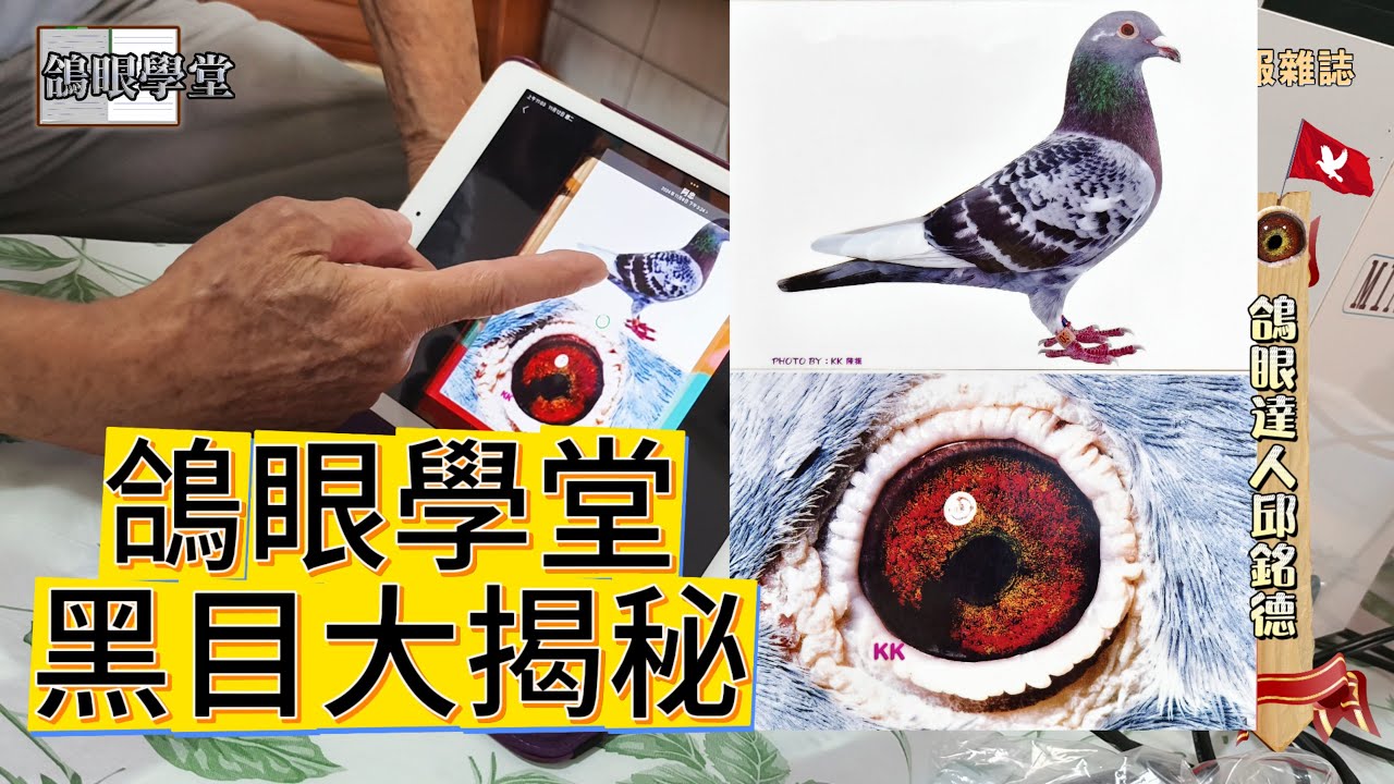黑目、隔代遺傳與破眼！　#邱銘德 #鴿眼學堂 #鴿壇名人 #眼誌 #強豪 #鴿刊 #種鴿 #海翔 #pigeon #鴿子 #育種 #養鴿 #粉鳥 #窺眼箱 #戈登 #金利威