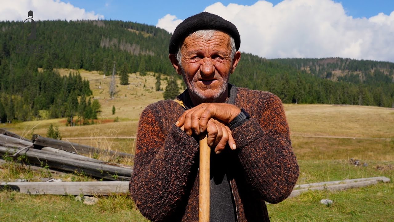 150 de oi și 30 de boi loviți de FULGER | 28 de oi mâncate de LUP | Cu badea Troia în munții Apuseni