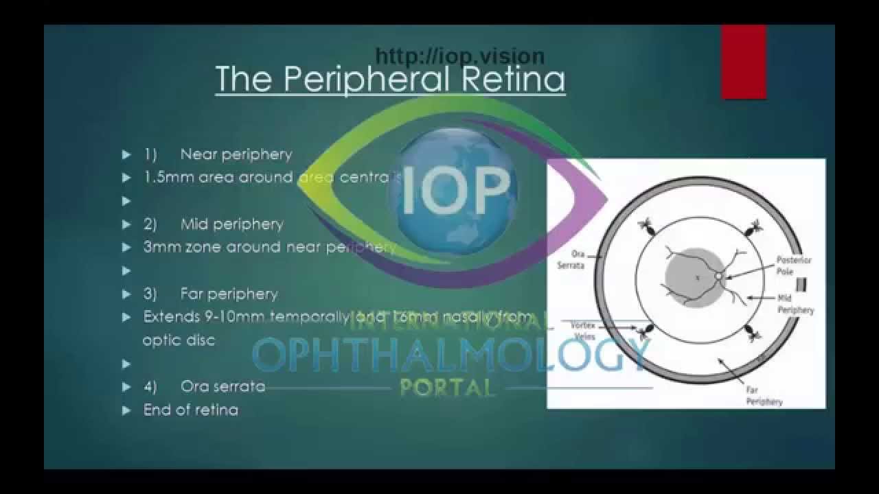 Retinal Anatomy
