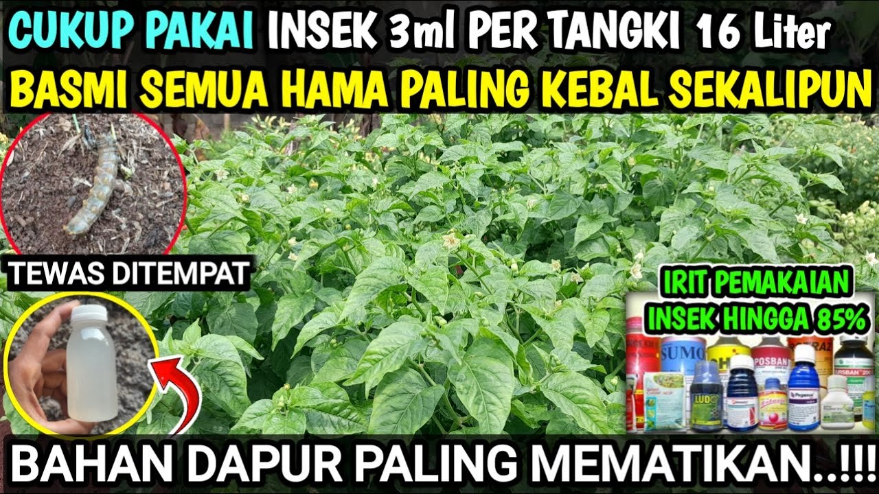 ⛔️ Hama tewas ditempat..!! Cukup 3ml per tangki basmi semua hama dengan bahan dapur #cabetanpamulsa