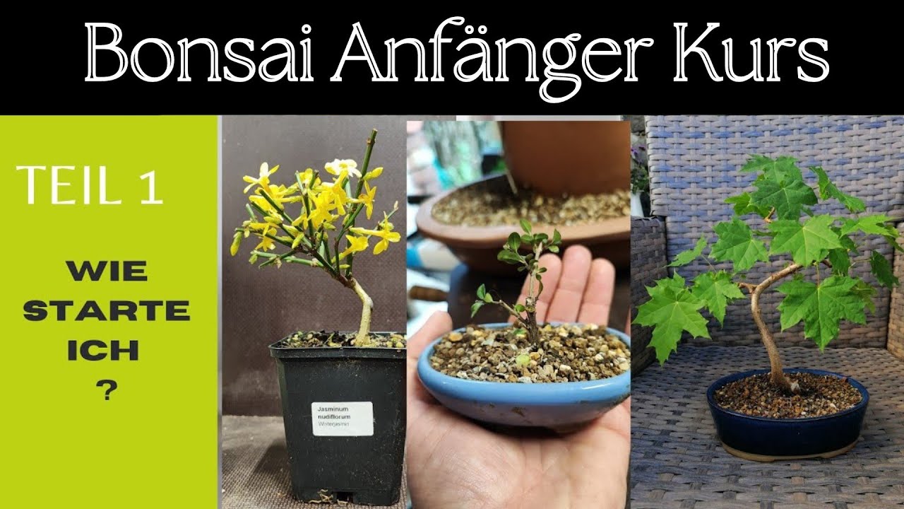 Bonsai für Anfänger: Das musst du VOR dem Start wissen! (Kurs Teil 1)