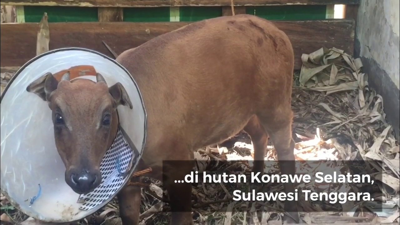 Ancaman Kepunahan Anoa di Pulau Buton