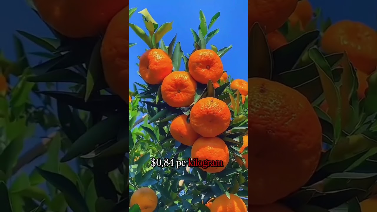 Fructe proaspete tot anul &icirc;n Chile &ndash; Vei răm&acirc;ne uimit!