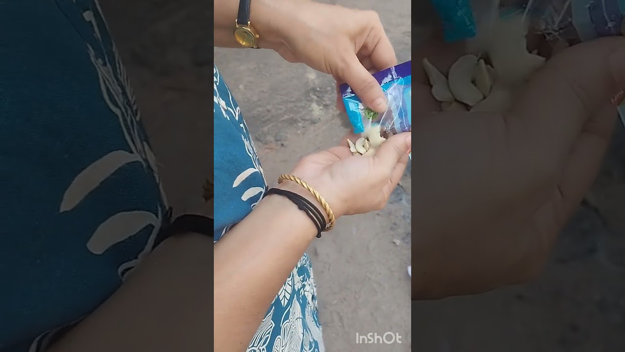 A Pongal video 🥧🥣
