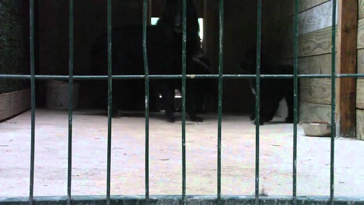 22 janvier 2011 - les chiots groenendael se defoulent dans les parcs exterieurs