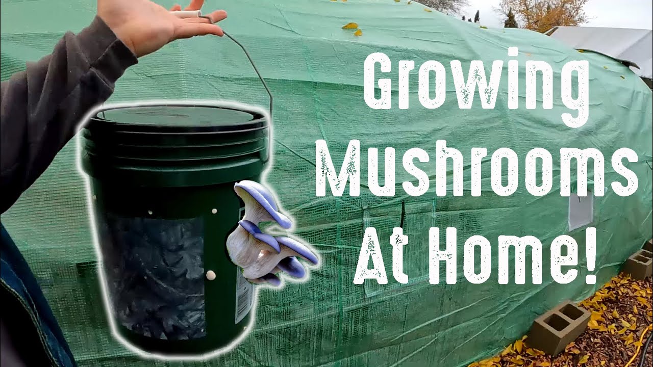 Growing Mushrooms In Straw In A 5 Gallon Bucket (Pinhead Initiation)