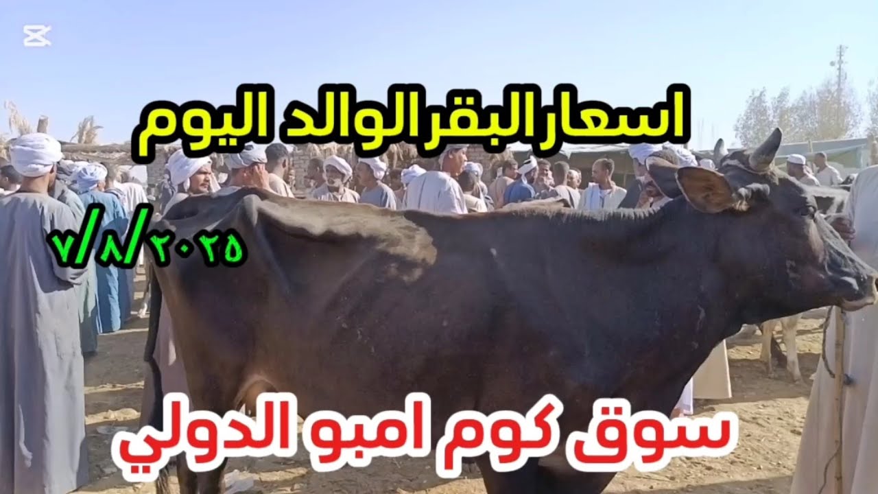 اسعارالبقر الوالد بسوق كوم امبو ٧/٨/٢٠٢٥