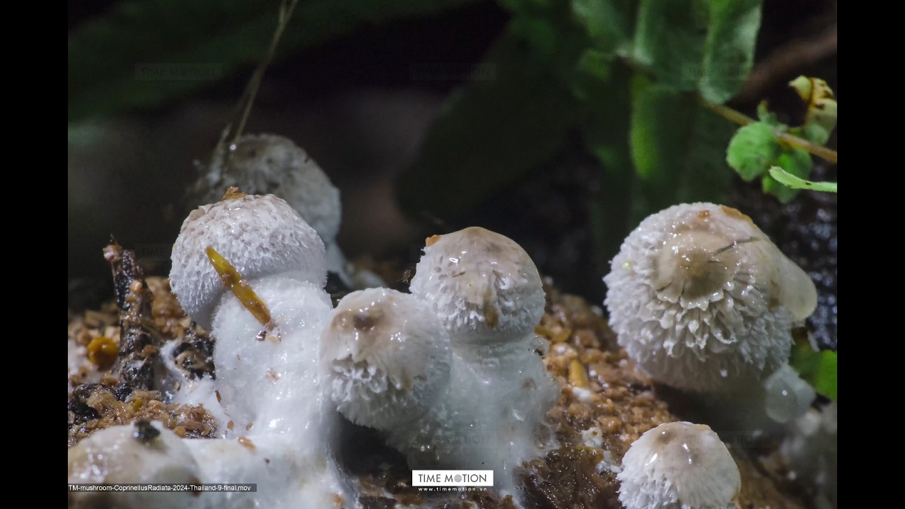 Ink cap mushroom time-lapse - Coprinellus Radiata - Fungi - Forest