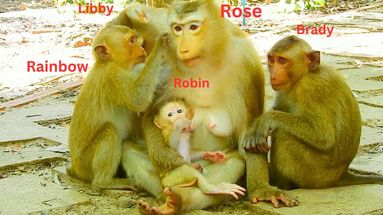 WOW! Finally, Monkey Rainbow & Monkey Brady came to take care of Mom Monkey Rose with each other