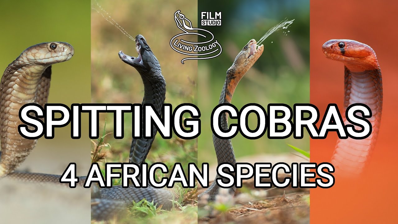 Deadly venomous spitting cobras, best wild snake action, Red, Mozambique, Black-necked, Ashe's