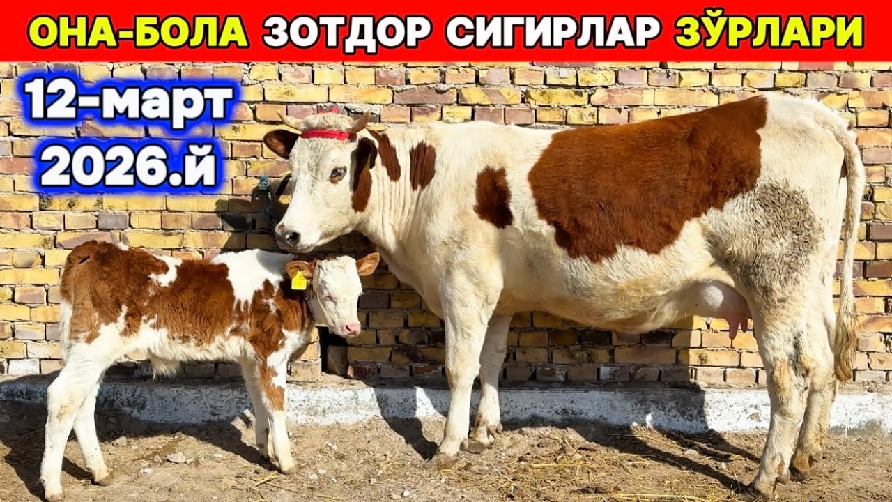 ОНА-БОЛА СУТДОР ЗОТДОР СИГИРЛАР Давронбек оға Шовот 12-март 2026.й