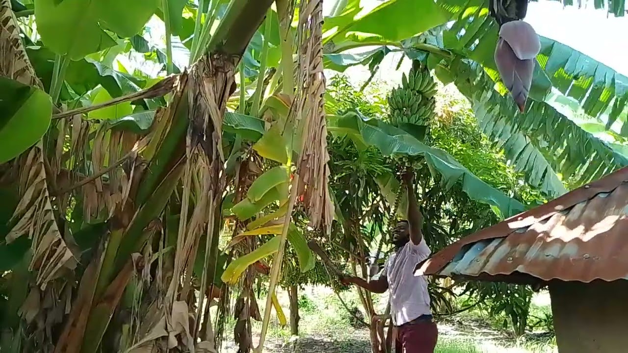 BANANA HARVESTING #farm #banana #kenya 