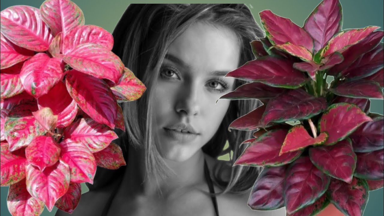 Stunning Aglaonema Varieties in Januari 2025