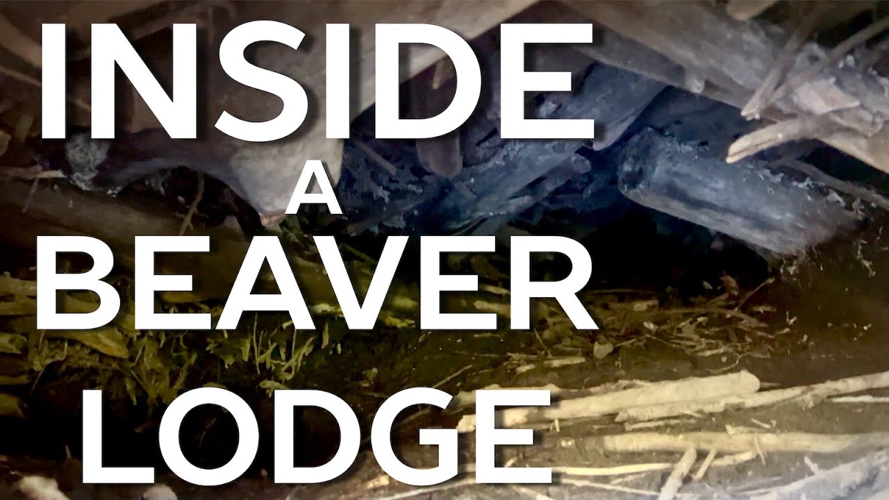 Inside a Beaver Lodge and Cross Section of Dam