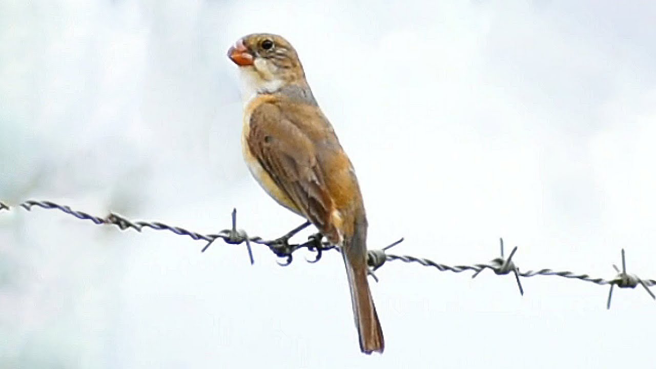 Patativa chorona cantando na natureza para esquentar machos e f&ecirc;meas e para os amantes da esp&eacute;cie !!