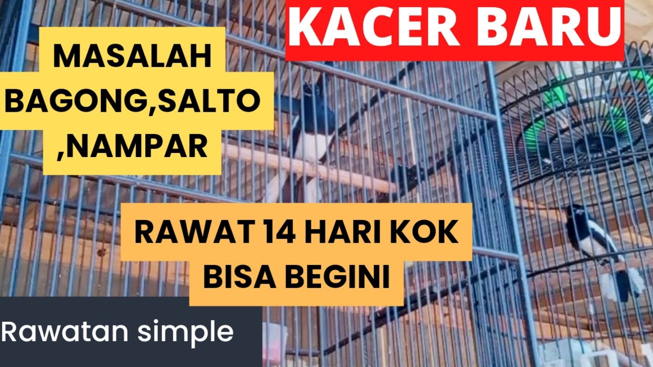 PERKEMBANGAN TERKINI -HARI KE 14 KACER SALTO,MBAGONG
