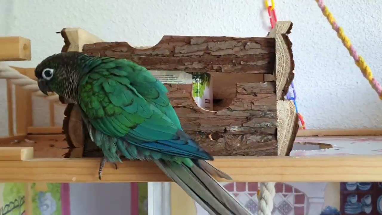 Difference Between My Male And Female Green Cheek Conure