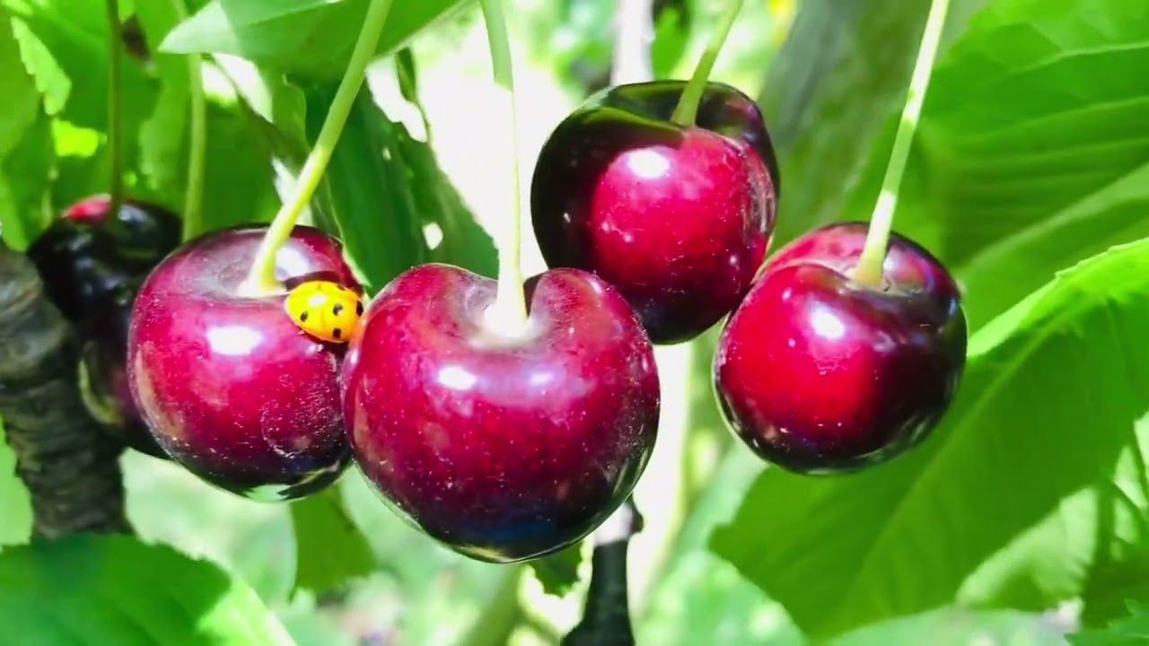 I was very excited to pick cherry at Wyngreth farm in London.