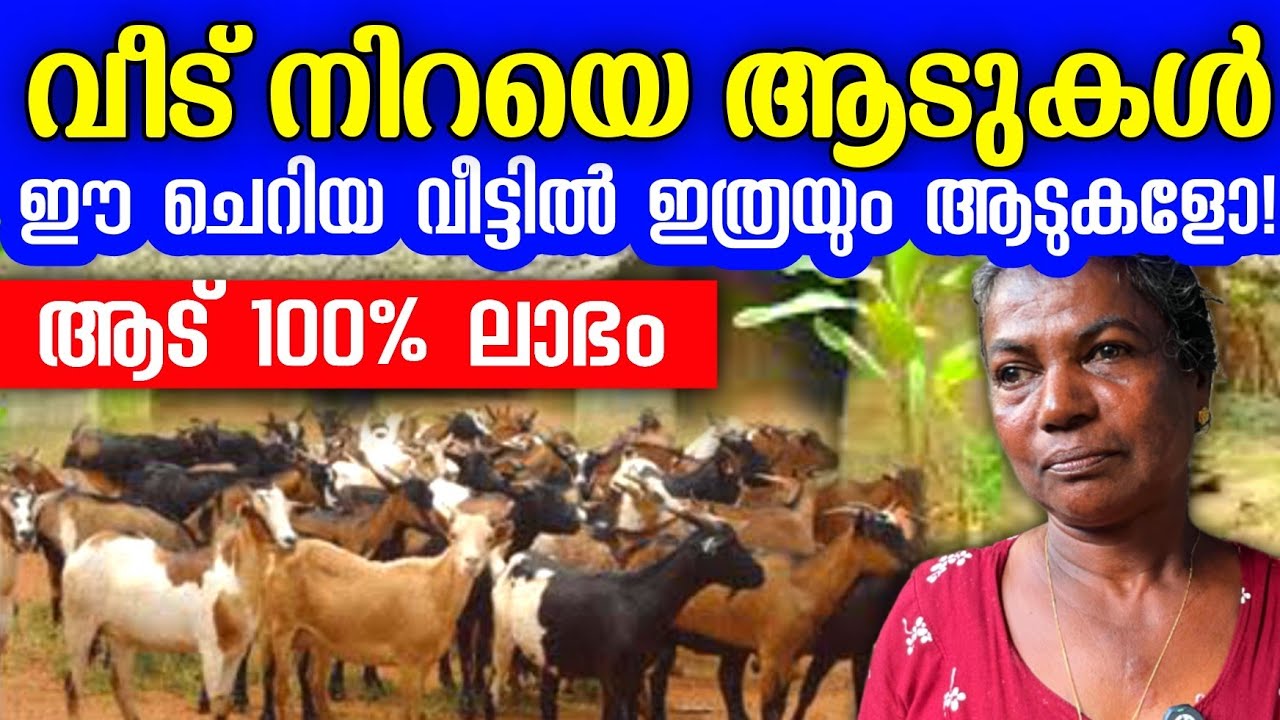 എളുപ്പത്തിൽ ലാഭം കിട്ടുന്ന ആട് വളർത്തൽ, സ്ഥലം കുറഞ്ഞവർക്കും ഇതുപോലെ ആട് വളർത്താം.