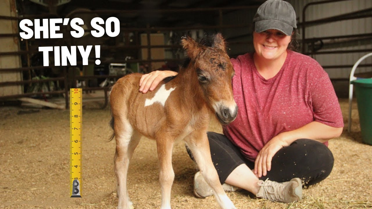 She’s Here! The Tiniest Foal We’ve Ever Had!