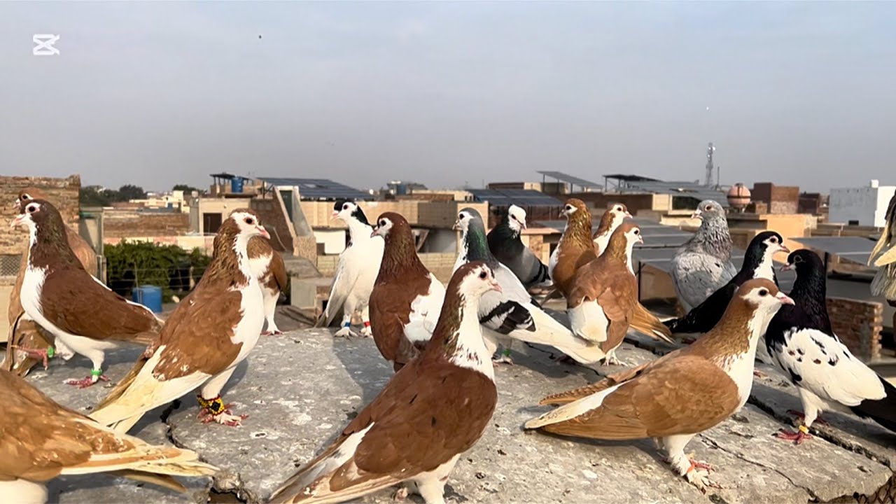 Today new entry ❤️😱 fighter 30 kabuter le ye ha #pigeon #bird #pegionsvideos #kabootar #pigeonlaver 