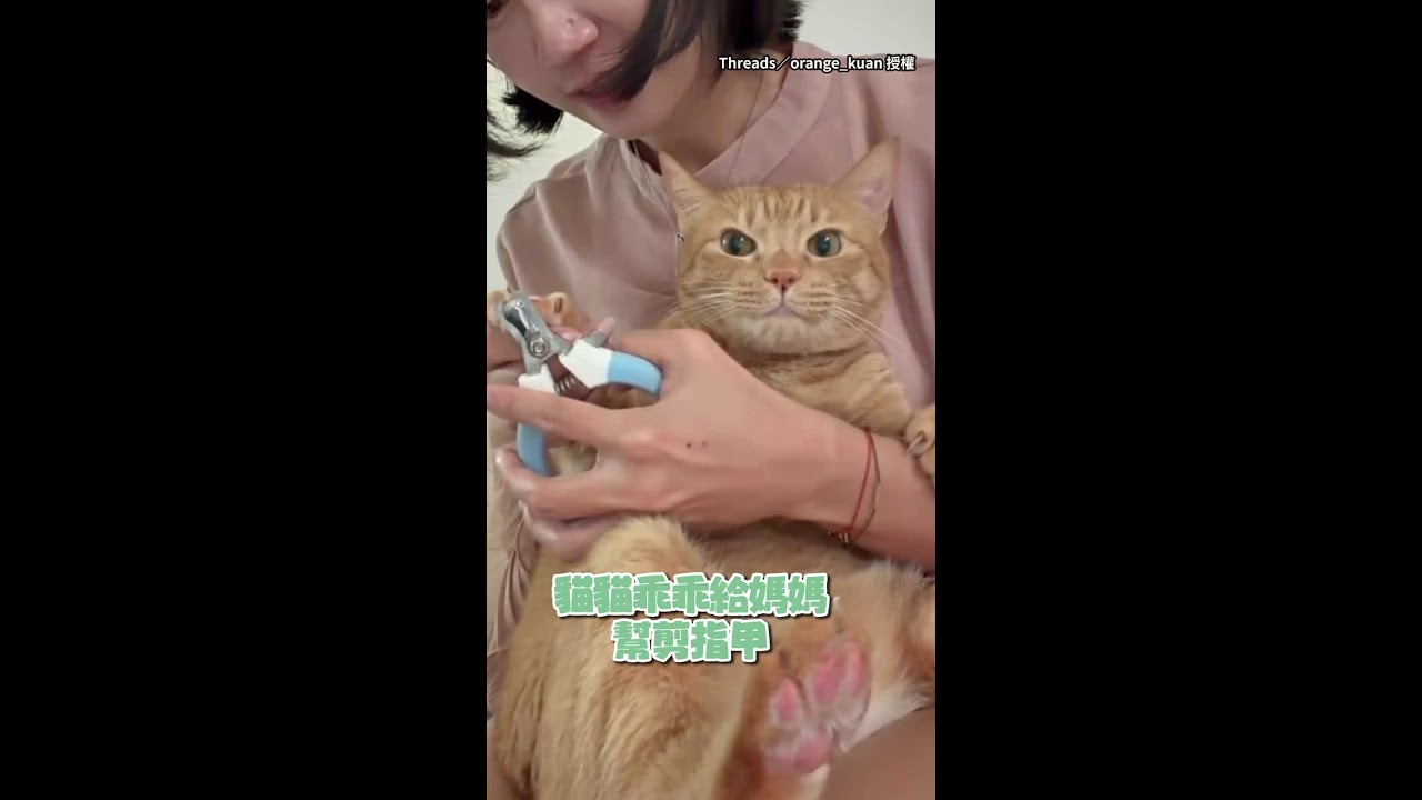【天使喵耶】貓咪乖乖給媽幫剪指甲！還發出呼嚕聲 #Shorts