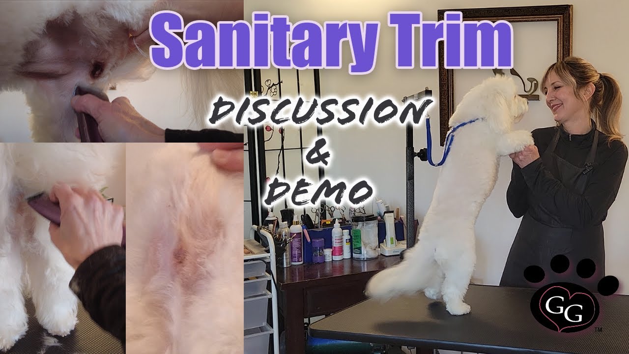 Sanitary Trim-Discussion & Demo!-watch two Coton de Tulears demonstrate how to keep their junk tidy!