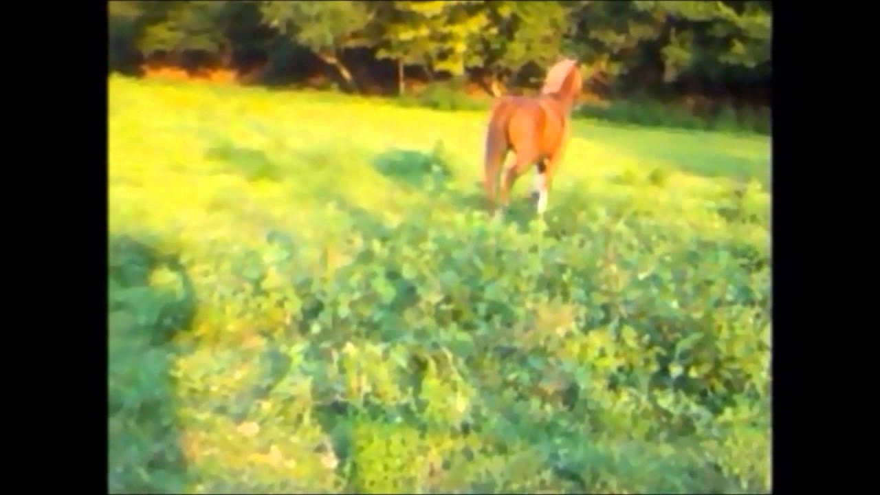 Paco, the Kentucky Mtn horse