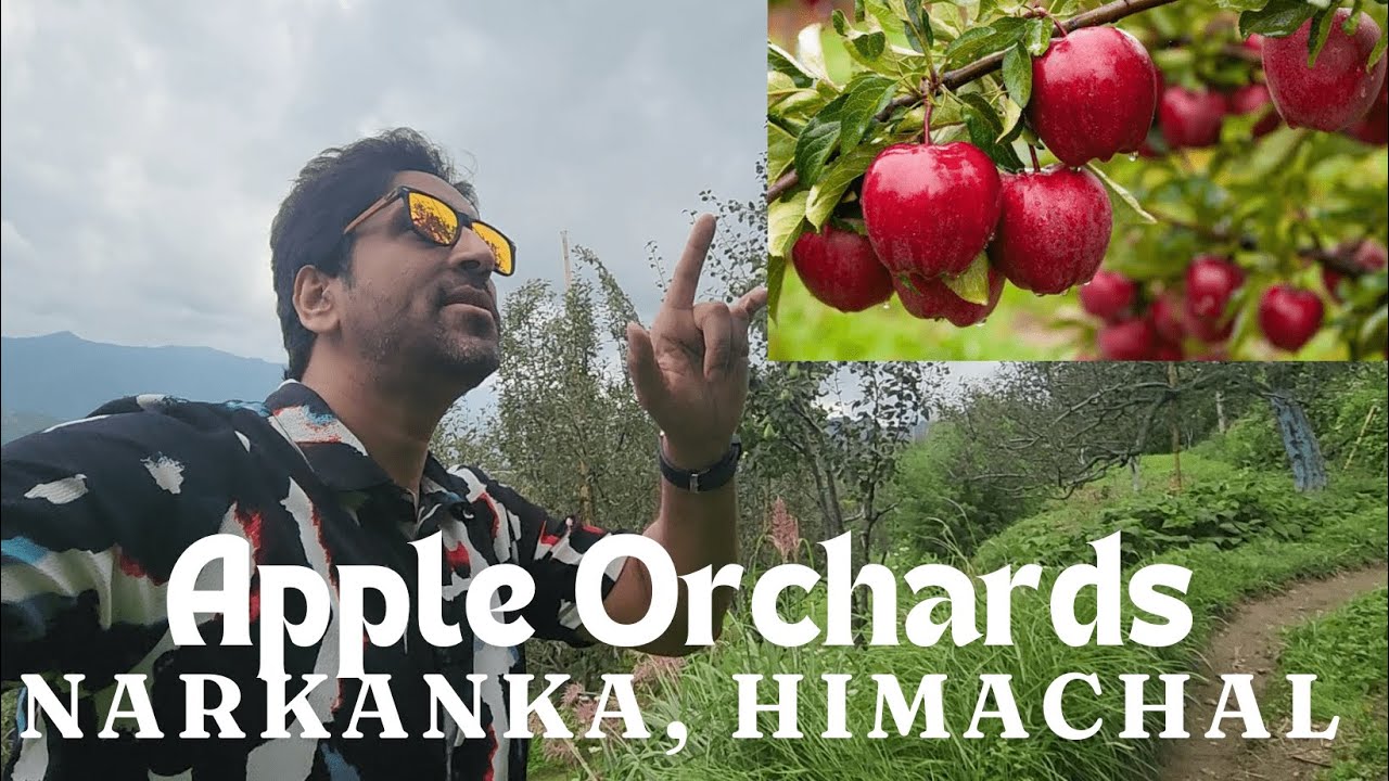 EP: 3 Narkanda ke Apple Orchards