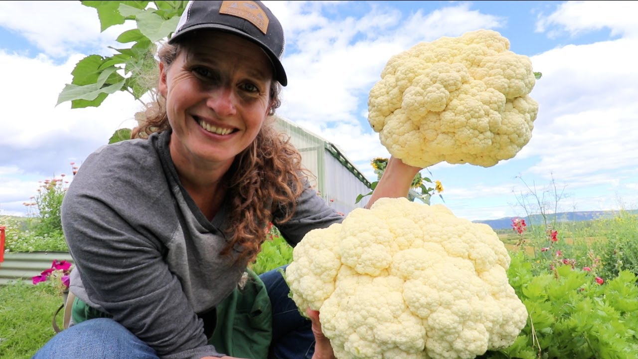 Unintentional Huge Harvest | Sweetest Dairy Cows and Baby Fern