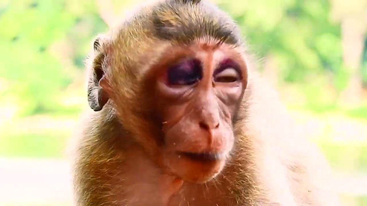 MILLION PITY TO MONKEY