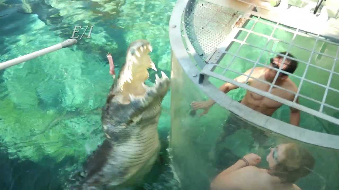 Awesome Adventures Australia: Crocosaurus Cove