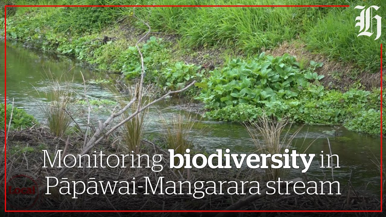 Monitoring biodiversity in Pāpāwai-Mangarara stream | Local Focus