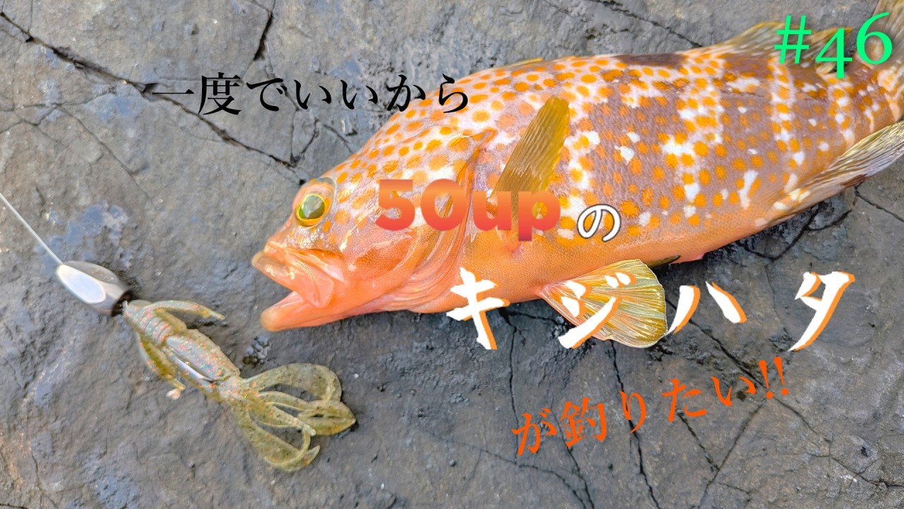 【投げたら絶対、釣れるワーム】一度でいいから50upのキジハタが釣りたい!!#46【ロックフィッシュ】