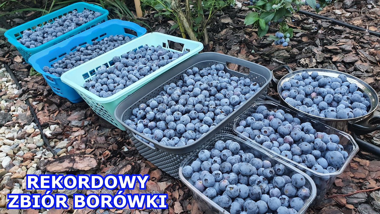 REKORDOWY ZBIÓR Borówki w historii | Zatrzęsienie Borówek, Tysiące na Krzakach