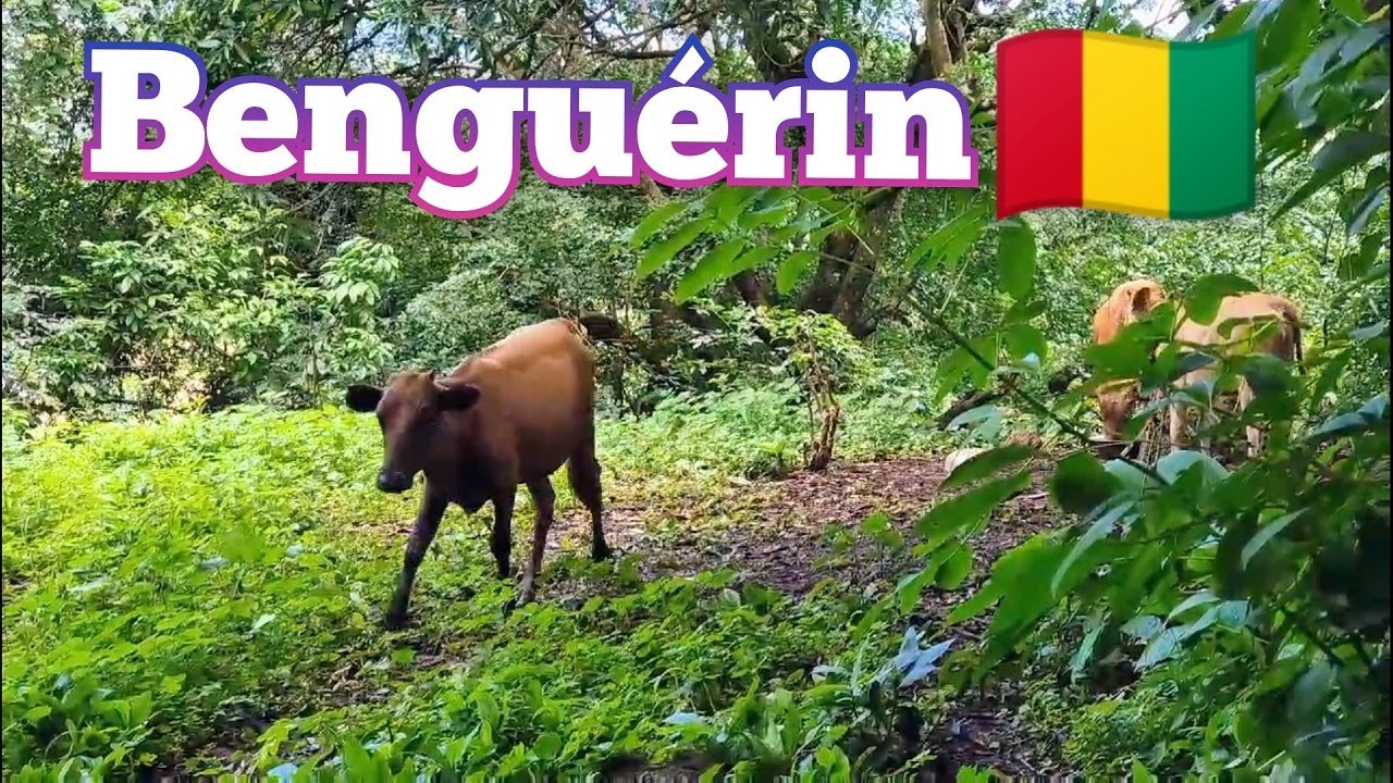 BEAU VILLAGE DE BENGUÉRIN - PRÉFECTURE DE LÉLOUMA - GUINÉE