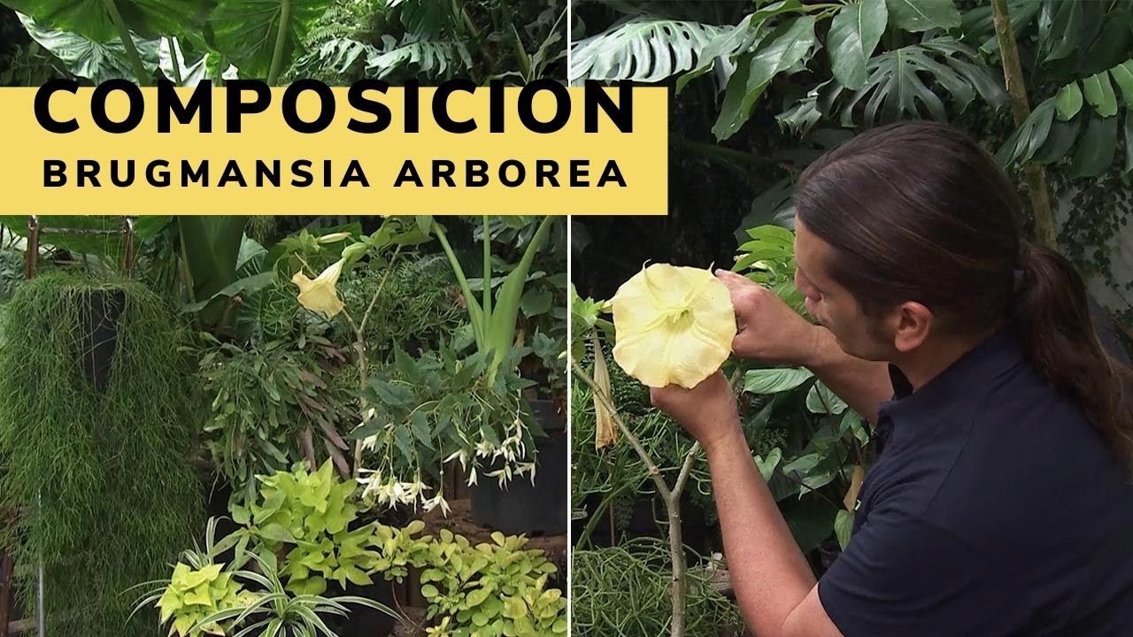 Brugmansia arborea: composición en color crema y amarillo - Decogarden - Jardinatis