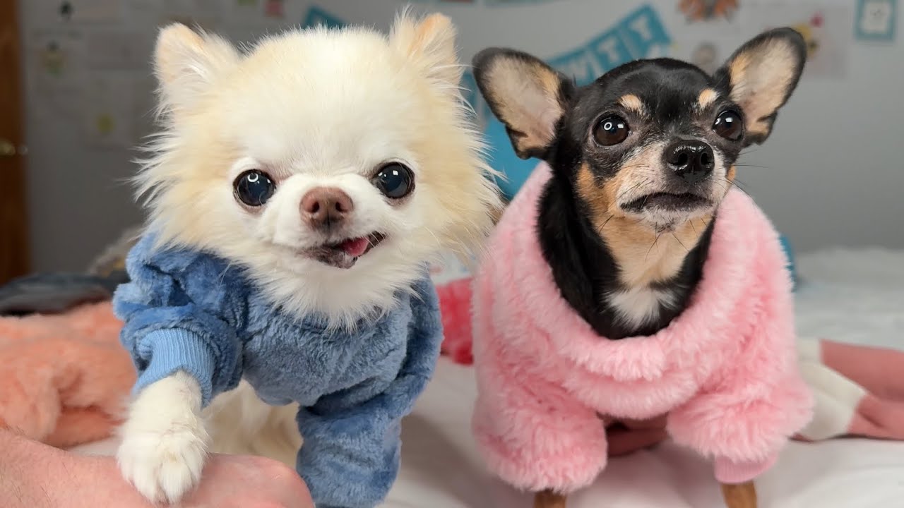 Mail Day: Maya attacks a lobster, I sing and we try on new outfits!