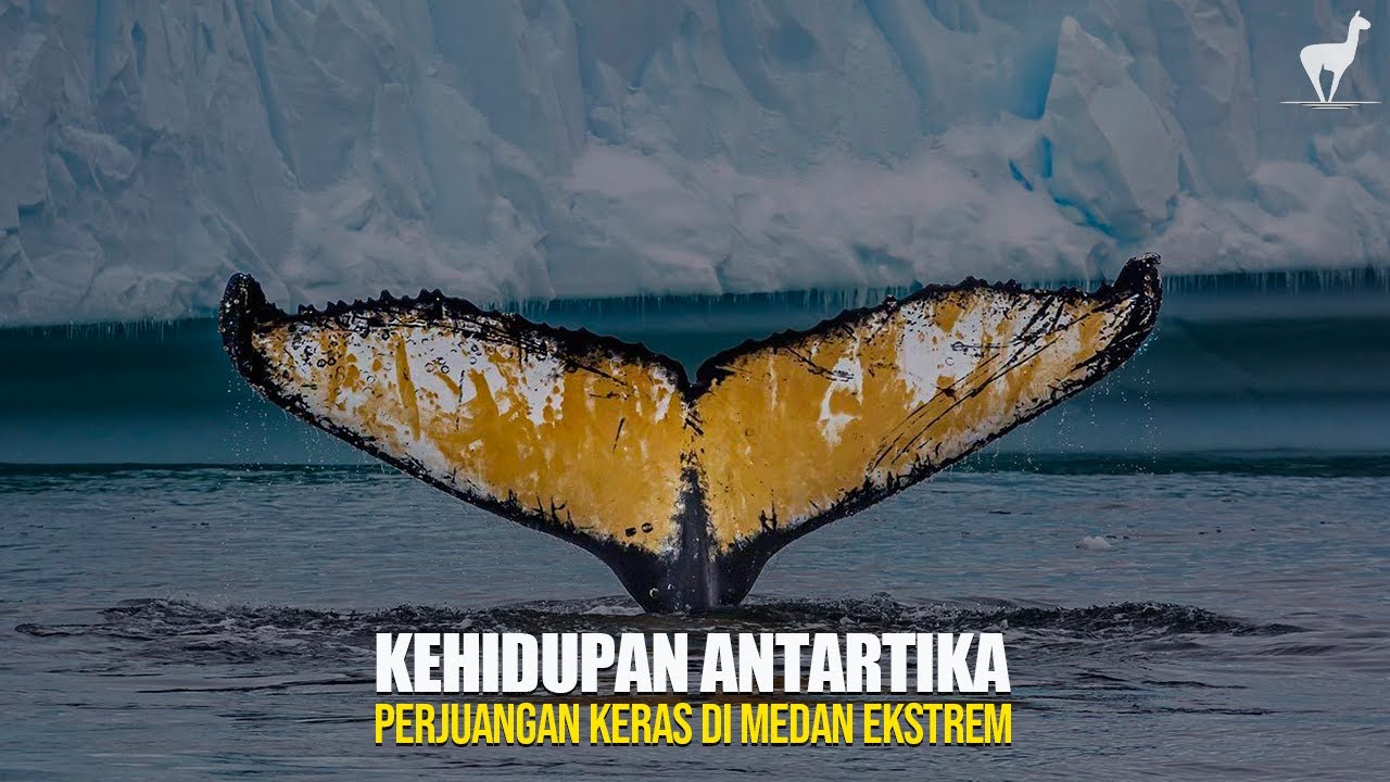 Antartika: Perjuangan Hebat di Benua yang 