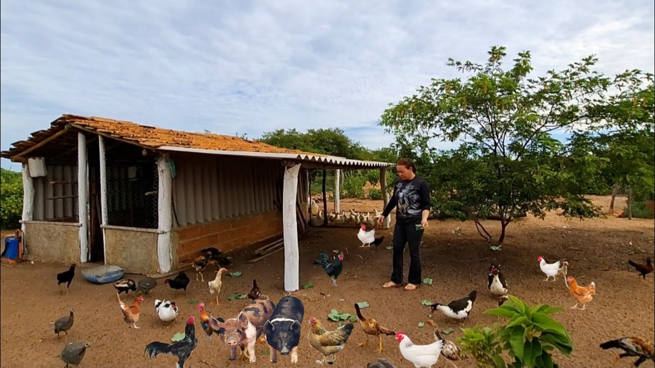 UM PARAÍSO NA ROÇA! Muitas galinhas patos dangolas porco  codornas  horta comida caipira e amor 