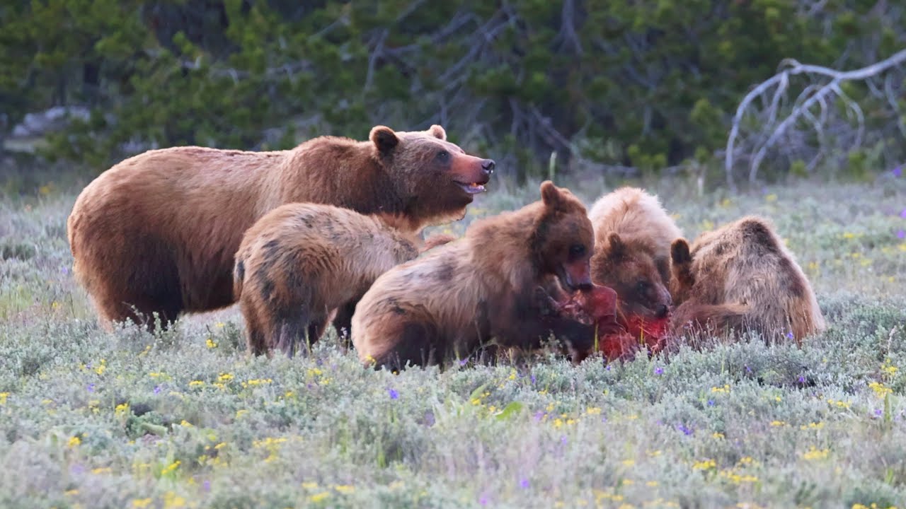 Grizzly 399 and 4 Cubs eat Fresh-Killed Elk Calf - Grand Teton NP: May 2021