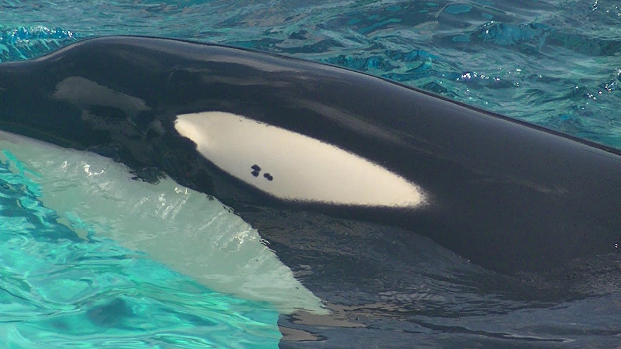 Kalia & Amaya at Medpool - Apr 24 2015 - 1 of 3 - SeaWorld San Diego