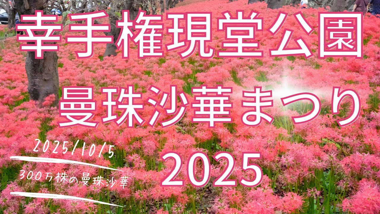 幸手権現堂公園 曼珠沙華まつり2025に行ってきた！