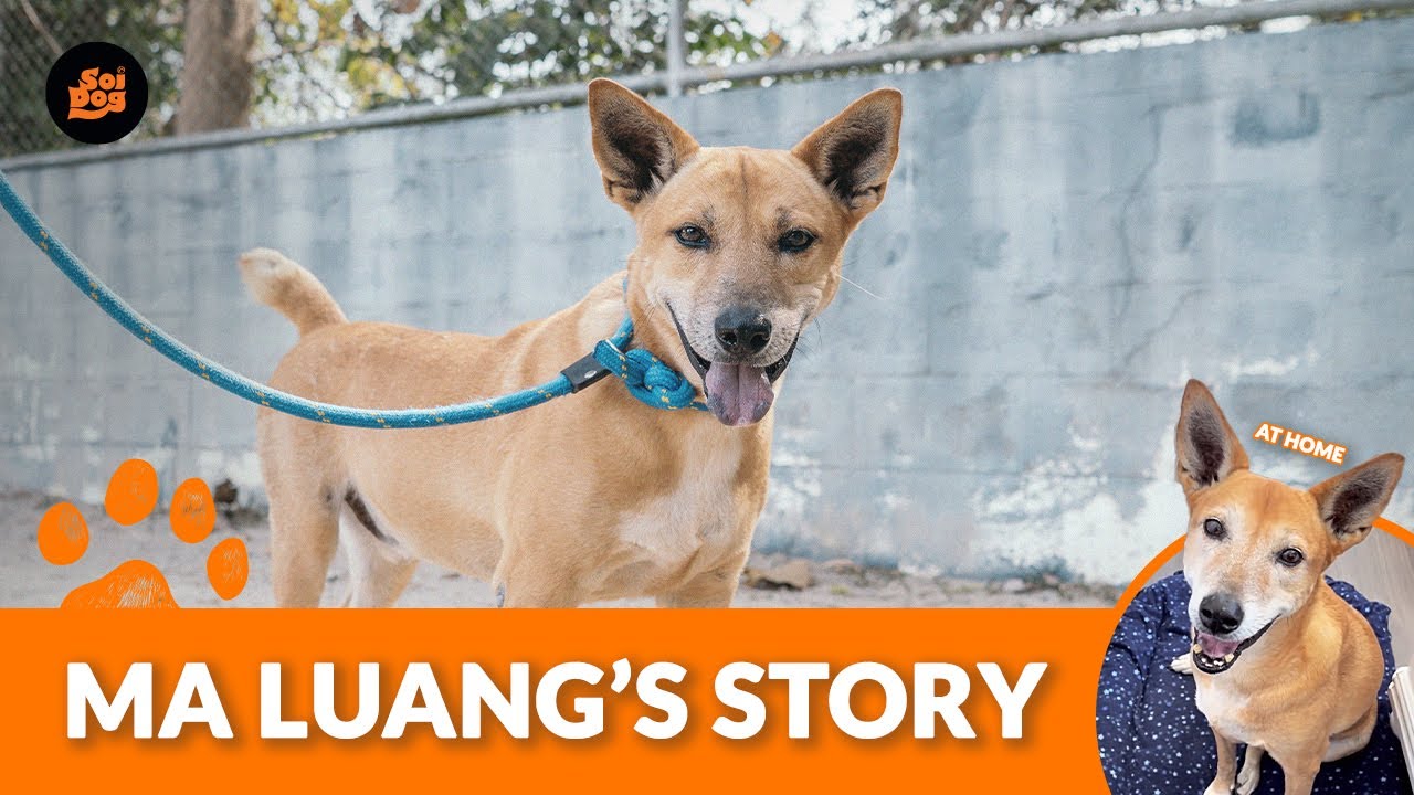 After seven long years in a shelter, Ma Luang finally found the perfect home