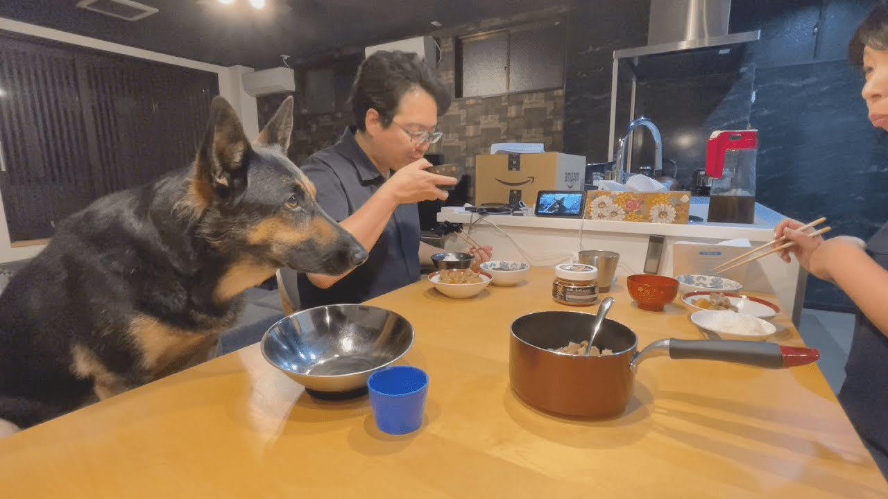 愛犬に肉じゃが作ったら、ごちそうさまができません…【ジャーマンシェパード】